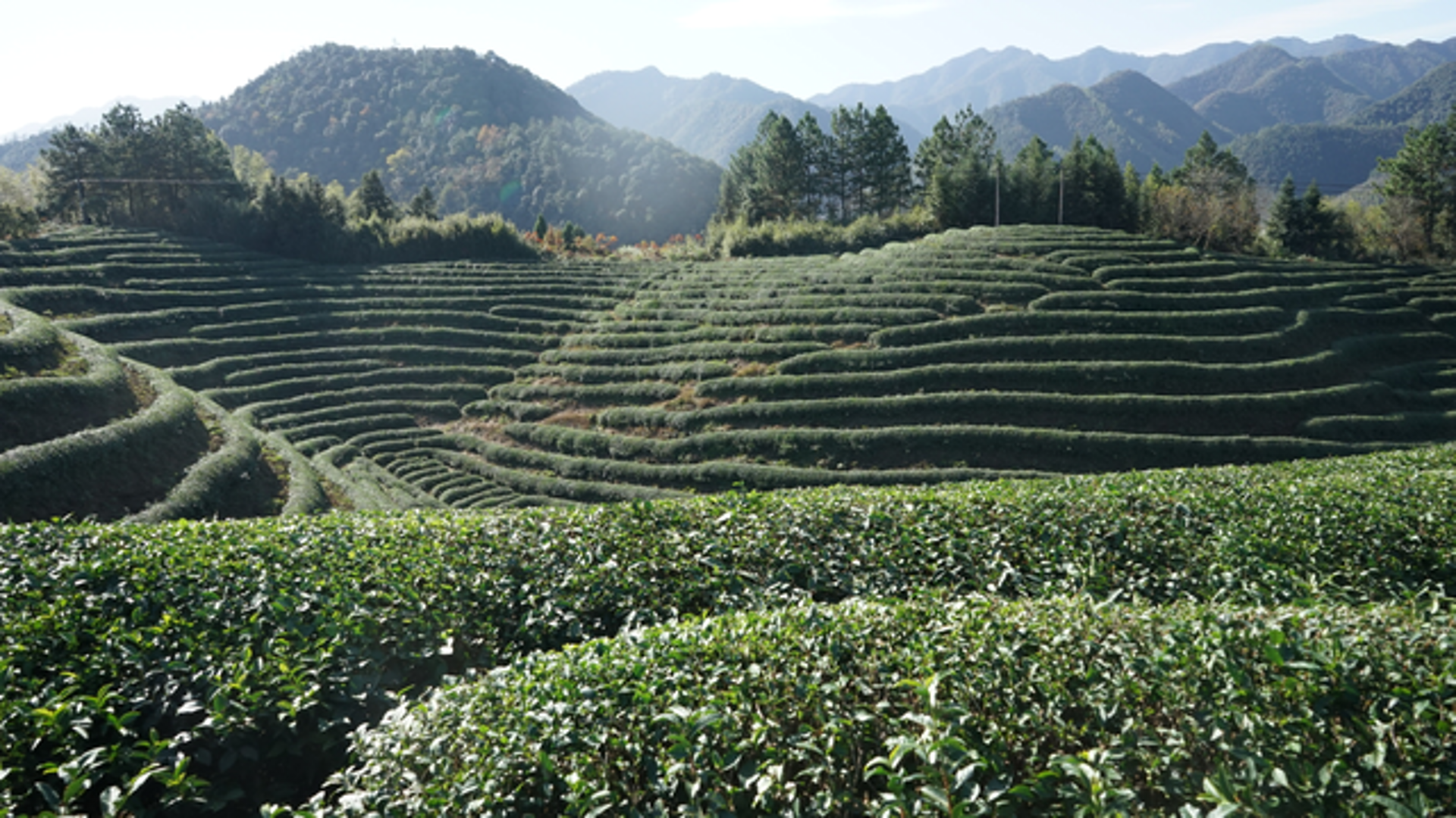 抹茶科技